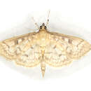 Herpetogramma resmi