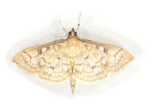 Image of Herpetogramma