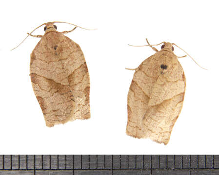 Choristoneura rosaceana Harris 1841的圖片