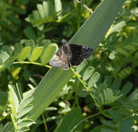 Image of Columbine Duskywing