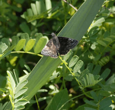 Image of Columbine Duskywing