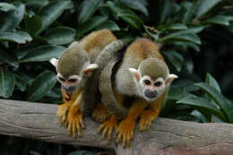 Image of New World monkeys