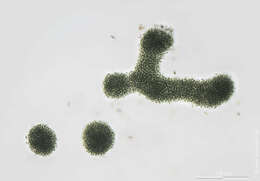 Image of Microcystis aeruginosa