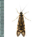 Image of Zebra Caddisfly