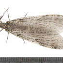 Image of Spring Fishfly