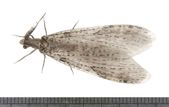 Sivun Chauliodes rastricornis Rambur 1842 kuva