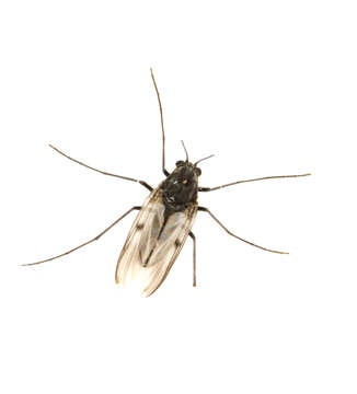 Image of midges