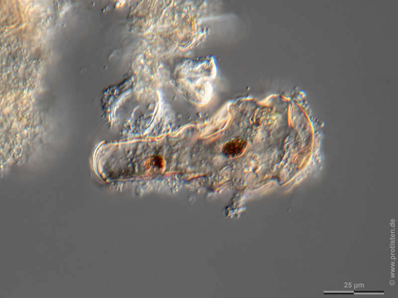Image of Hyalosphenia elegans