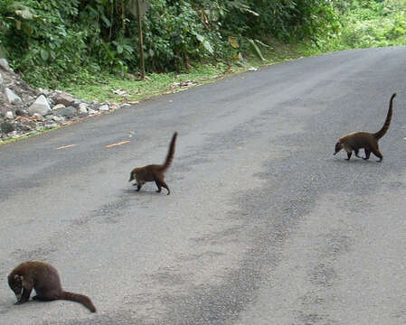 Image of Coati