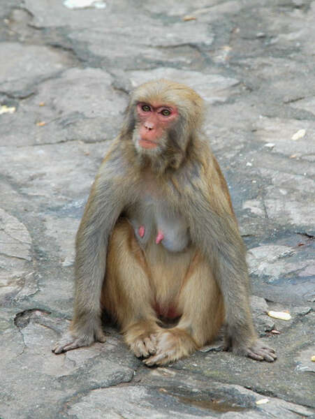 Image of Rhesus Monkey