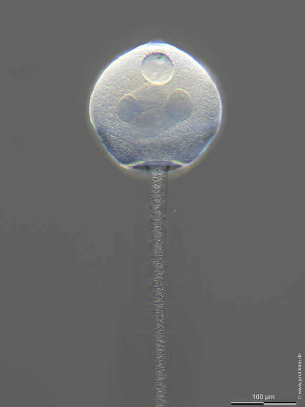 Image of Zoothamnium arbuscula