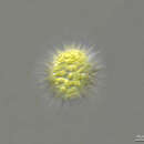 Image of Glochiococcus aciculiferus (Lagerheim) P. C. Silva 1996