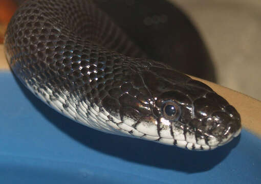 Image of Western Ratsnake