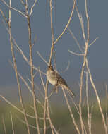 Image de Bruant à couronne blanche