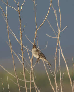 Image of White-crowned Sparrow