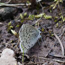 Plancia ëd Plebejus saepiolus (Boisduval 1852)