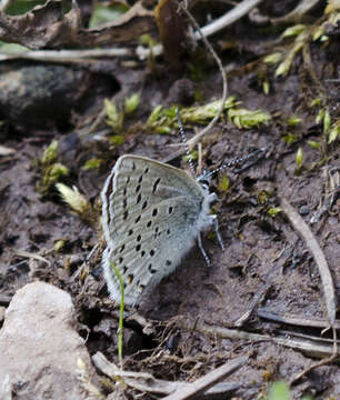 Image of Plebejus