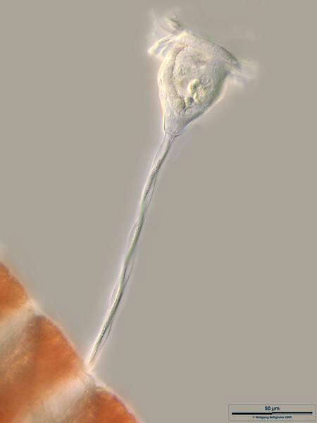Image of Vorticellidae