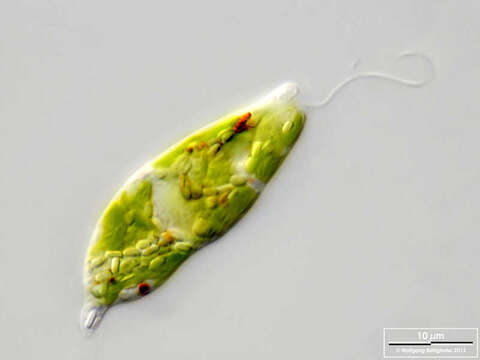 Image de Euglena gracilis