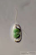 Image of Glaucocystophyceae