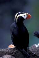 Image of Tufted Puffin