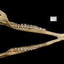 صورة Cephalophus leucogaster Gray 1873