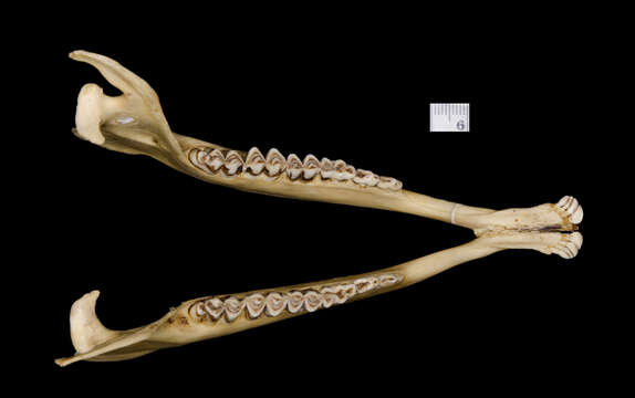 صورة Cephalophus leucogaster Gray 1873
