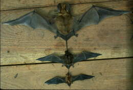 Image of Greater Bonneted Bat