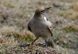 Imagem de Melanocorypha maxima Blyth 1867