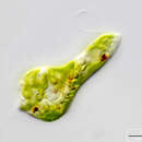 Image of Euglena gracilis