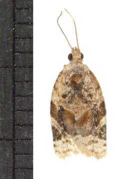 Argyrotaenia velutinana Walker 1863的圖片