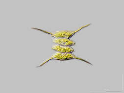 صورة <i>Desmodesmus opoliensis</i> var. <i>carinatus</i> (Lemmerm.) E. Hegewald