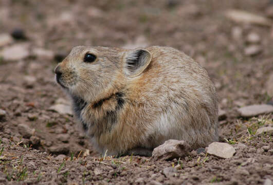 Image of Black-lipped Pika