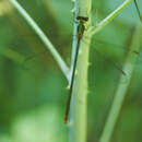Image of Swamp Spreadwing
