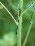 Image of Swamp Spreadwing