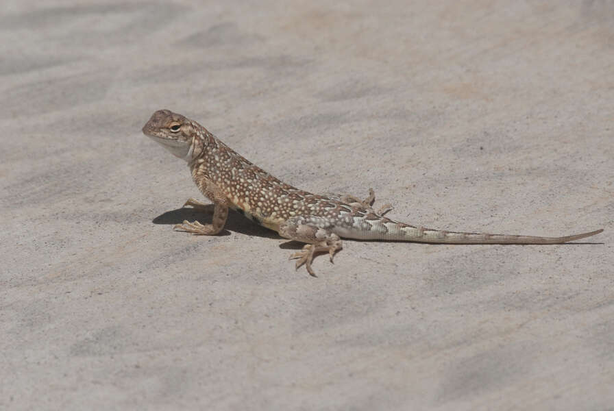 lesser earless lizard