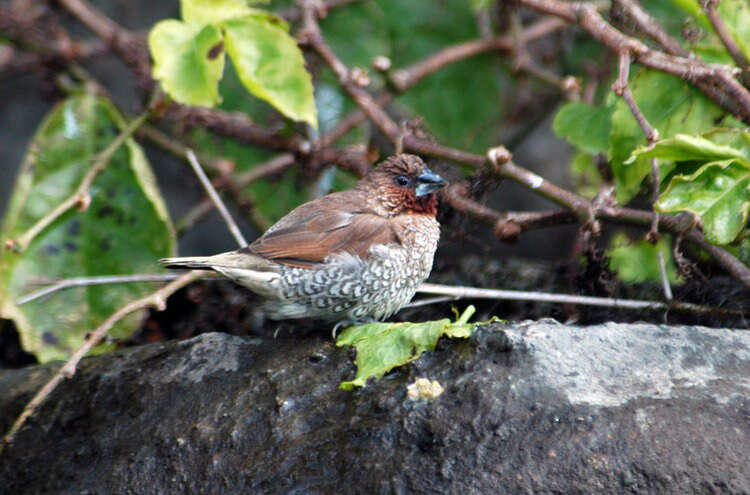 Image of Nutmeg Mannikin