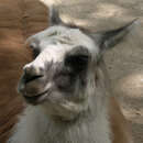 Image of llama