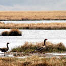 Image of Greylag Goose