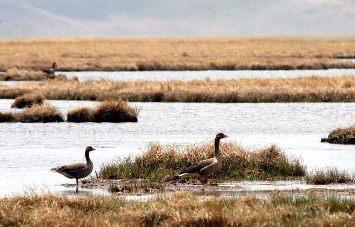 Image of Greylag Goose