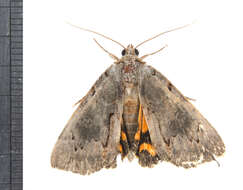 Image of Woody Underwing