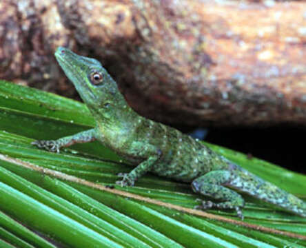 Sivun Anolis punctatus Daudin 1802 kuva