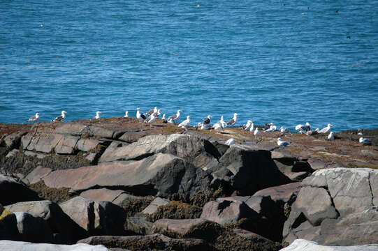 Imagem de Larus argentatus Pontoppidan 1763