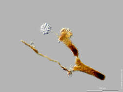 Image of Anthophysa vegetans