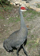 Imagem de Grus canadensis