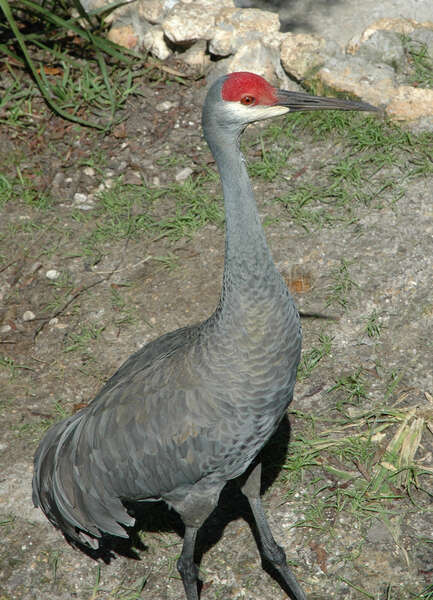 Image of Grus canadensis