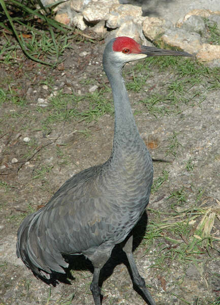 Imagem de Grus canadensis