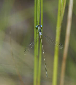 Image of Slender Spreadwing