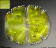 Image of Micrasterias truncata Brébisson ex Ralfs 1848