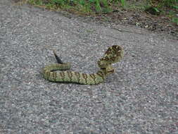 Image of Blacktail Rattlesnake